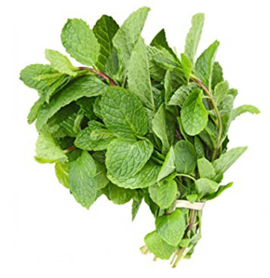 Fresh Mint